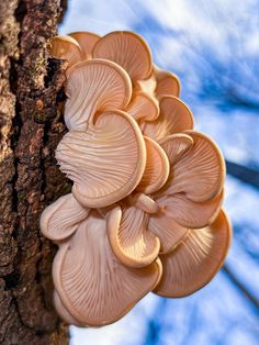 a group of mushrooms growing on the side of a tree trunk in front of a blue sky