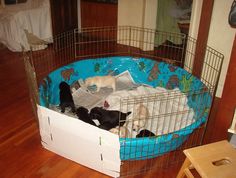 there are many dogs in the caged bed together on the wood floored floor