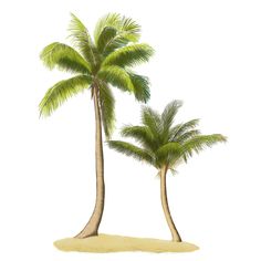 two palm trees on an island in the middle of the ocean, with white background