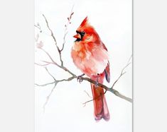 a watercolor painting of a red bird perched on a tree branch with white background