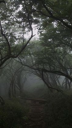 a path in the middle of a forest with trees on both sides and foggy skies overhead