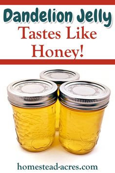 three jars filled with honey sitting on top of a white table next to the words, dandelion jelly tastes like honey