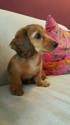 a small brown dog sitting on top of a couch next to a pink flowered pillow