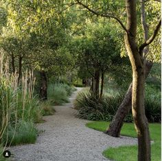 a path in the middle of a lush green park