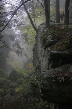 foggy forest with rocks and trees on the side, in front of large rock formation