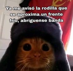 a cat wearing a hat with the caption saying, ya me avis la rodla que se apoxima un frente fio, abrigense banda