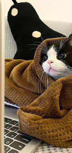 a black and white cat wrapped up in a blanket on top of a laptop computer