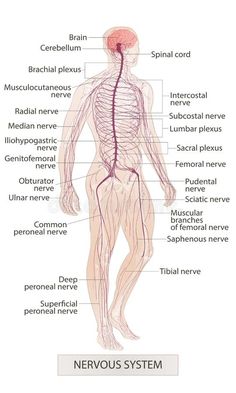 Nervous system. Human body parts. Man anatomy. Hand drown vector sketch illustration isolated royalty free illustration Apologia Anatomy, Nervous System Anatomy, Human Respiratory System, Human Nervous System, Human Body Organs, Basic Anatomy And Physiology, Man Anatomy, Human Body Anatomy, Human Body Parts