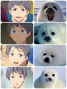 four different pictures of the same animal, one with blue eyes and one with white fur