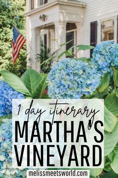 blue hydrangeas in front of a white house with the words, 1 day itinerary martha's vineyard