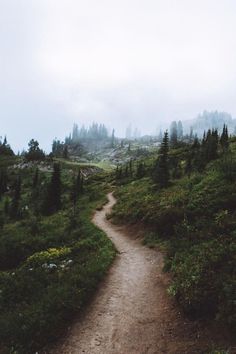 a dirt path in the middle of a forest