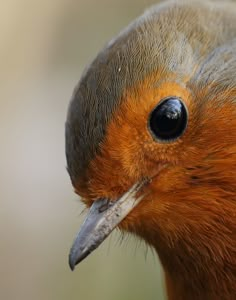 a close up view of a bird's head with an orange and black color