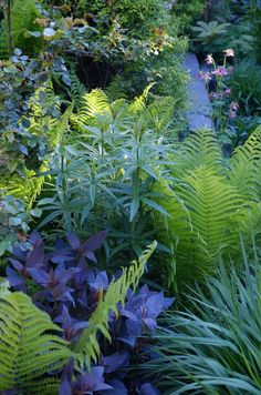 a garden filled with lots of green and purple plants