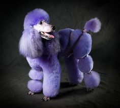 a purple poodle standing on its hind legs