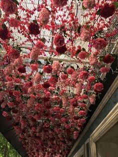 pink flowers hanging from the ceiling in a building