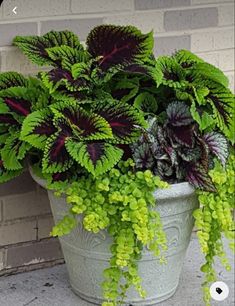 a potted plant with green and purple leaves on the ground next to a brick wall