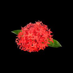 red flower with green leaves on black background