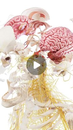 an image of the human brain and nervous system in this video, you can see what is inside it