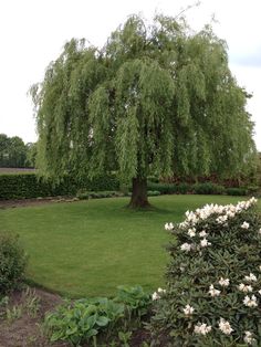 a large green tree sitting in the middle of a lush green park filled with flowers