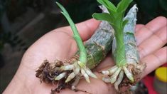 two small green plants that are in someone's hand, with roots attached to them