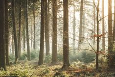 sunlight shining through the trees in a forest