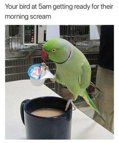 a green bird sitting on top of a coffee cup