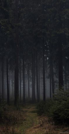 a foggy forest filled with lots of trees