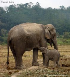 an adult and baby elephant standing next to each other in a field with trees in the background