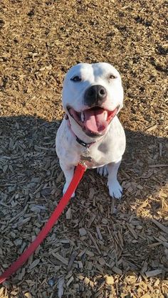 a white dog sitting on top of a pile of mulch next to a red leash