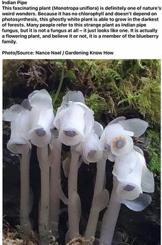 some white flowers are growing out of the ground and in front of an article about how to plant them