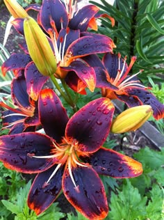 purple and yellow flowers with water droplets on them