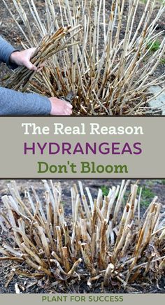 the real reason for hydrangeas don't bloom is that they are dying