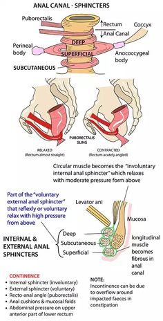 the anatomy of an animal's body and its functions, including external muscles, tendors