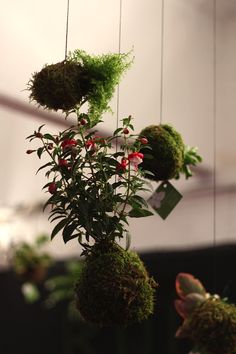 moss balls are hanging from the ceiling with red berries on them and greenery is in the air