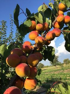 peaches growing on the tree in an orchard