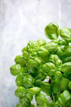 some green leaves are growing in a pot