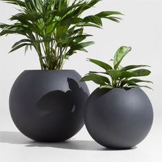 there are two black vases with plants in them