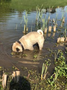 a dog is wading in the water with his head stuck in the grass and looking for something to eat