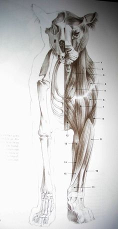 an image of a drawing of the muscles in a cat's leg and foot