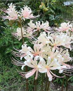 pink and white flowers are blooming in the garden