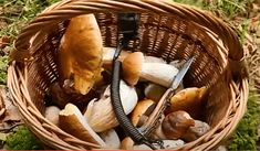 a basket filled with lots of mushrooms sitting on top of a grass covered forest floor