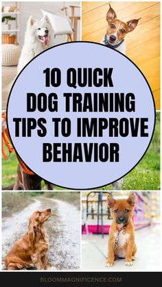 the top ten dog training tips to improve behavior