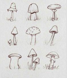 a bunch of different types of mushrooms in the grass, drawn by hand on paper