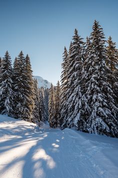 the sun is shining on snow covered trees