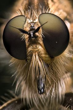 a close up view of the head and eyes of a fly insect