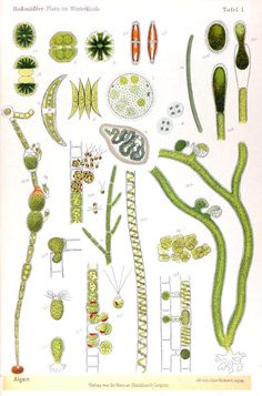 an illustration of various plants and flowers