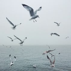 several seagulls flying over the ocean on a foggy day with birds in flight