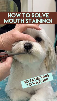 Soooo satisfying!!! Follow for more tips!!! #lovemud #doggrooming #doggroomingtips #mouthstaining #maltesemix #cuteanimals | Lovemud Dog Lady | Lovemud Dog Lady · Original audio Dog Den, White Coats