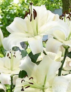 white lilies are blooming in the garden