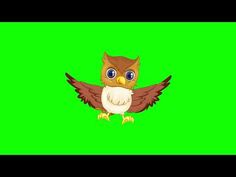 an owl with big blue eyes on a green screen